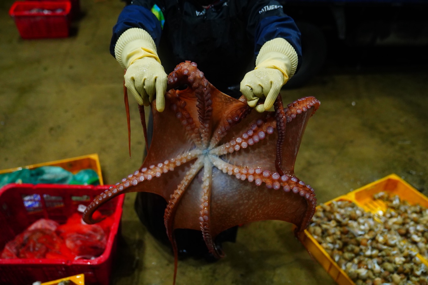 An octopus held up at the dawn fish auction