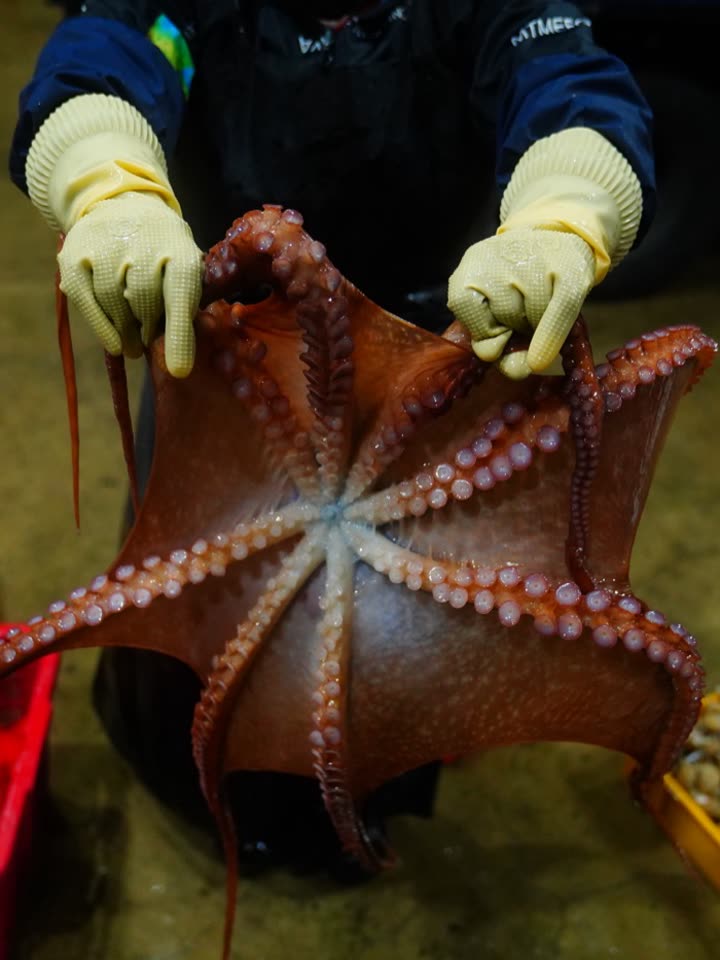 A fisherman holding an octopus at the auction
